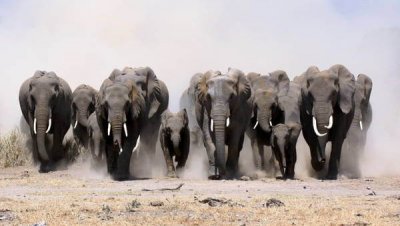 Власти Ботсваны хотят «подарить» Германии слонов