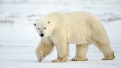 В Норвегии белый медведь убил человека