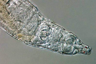 Ученые в Сибири нашли древний вид микроскопических животных