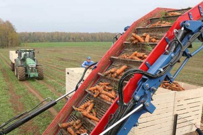 Производители объяснили повышение стоимости моркови