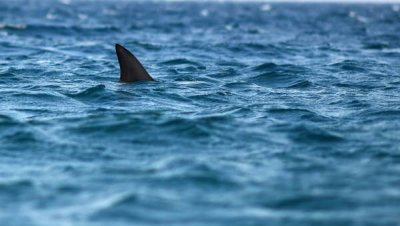 Акула напала на человека на пляже в Сиднее впервые за 60 лет