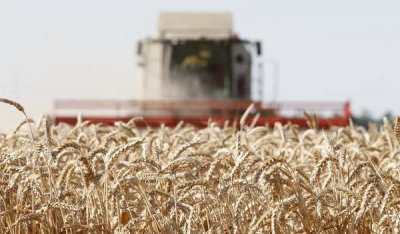 Индия объявила о запрете на экспорт пшеницы