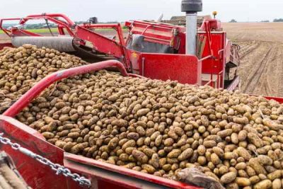 Минсельхоз прокомментировал данные о сырье для картошки фри