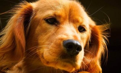 Собаки могут плакать при встрече с хозяевами после разлуки