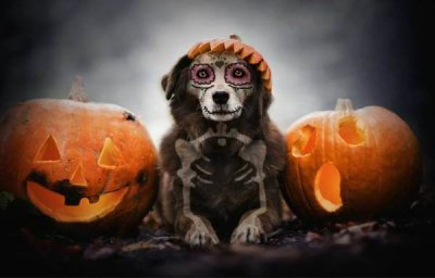 Британские ветеринары предупредили, что домашних животных нельзя одевать в костюмы на Хэллоуин