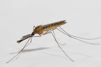 В США обнаружены малярийные комары