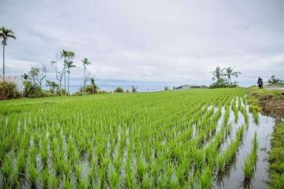 Мировые цены на рис приблизились к 15-летнему максимуму