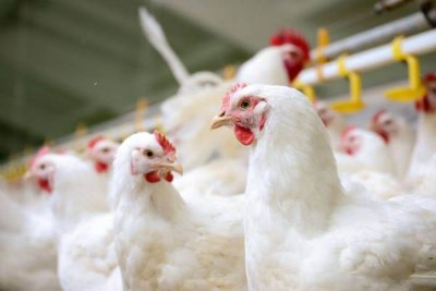 Куриный кризис: птицефабрики жалуются на дефицит кадров, из-за уехавших мигрантов