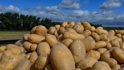 За тридцать лет российские аграрии впервые поставили рекорд по сбору картофеля: будет ли снижение цен?
