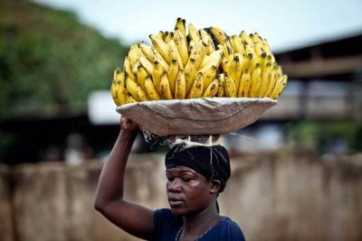 Россиянам предложат бананы из Нигерии и Анголы, взамен эквадорских
