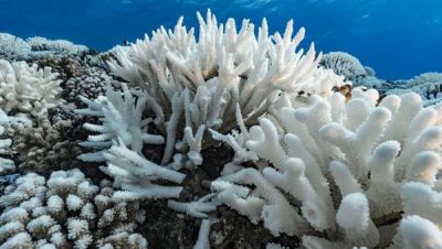 Кораллы в океанах обесцвечиваются из-за глобального потепления
