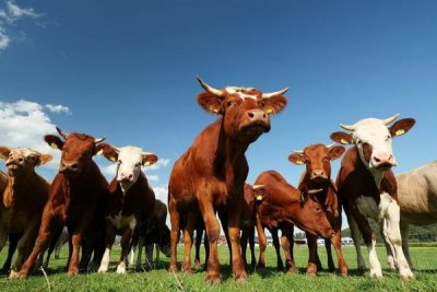 Общественники пытаются защитить сельскохозяйственных животных на законодательном уровне