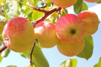 Яблоку негде упасть или почему в России дорожают яблоки