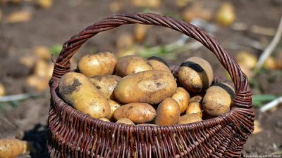 Картофельный кризис: цены продолжат расти до июля