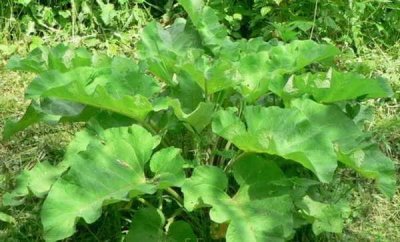 Лопух против рака: что говорит наука об эффективности народного средства?