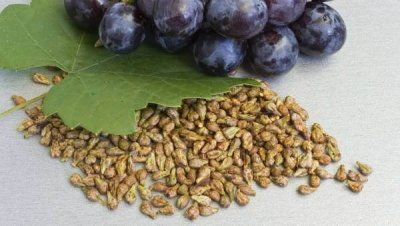 Китайские учёные представили «таблетки долголетия» на основе экстракта виноградных косточек