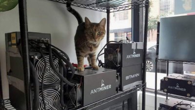 «Мягкий саботаж»: бездомные коты парализовали работу китайского майнинг-центра, устроившись спать на оборудовании