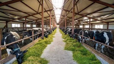 Сельхозпредприятия РФ нарастили производство мяса: за 10 месяцев выпущено 11,5 млн. тонн